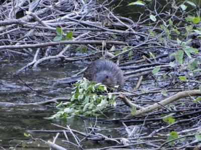 Beaver at Dusk