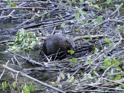 Beaver (Castor canadensis) at work
