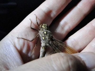 Fawn Darner (Boyeria vinosa)