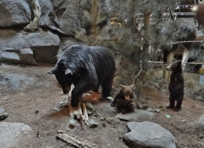 Black Bear display inside the Visitor's Center