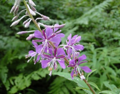 Fireweed (Chamerion augustiflorium)