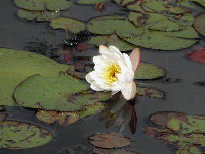 Fragrant Water Lily