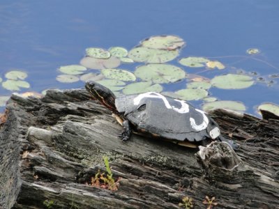 Painted Painted Turtle