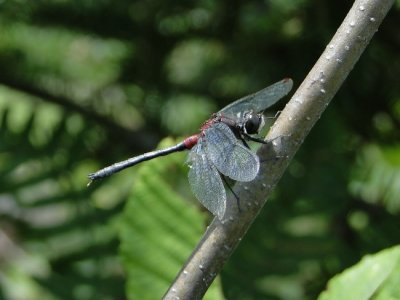 Crimson-ringed Whiteface (Leucorrhinia glacialis)