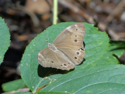 Northern Pearly-eye (<i>Lethe anthedon</i>)