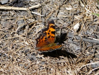 Green Comma (Polygonia faunus)