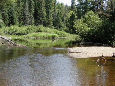 Dragonfly habitat along the Oxtongue River