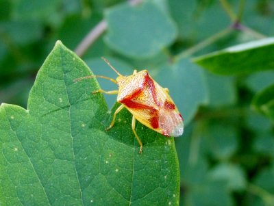 Stinkbug sp.