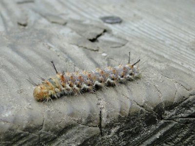 Caterpillar sp.