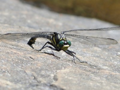 Dragonhunter (Hagenius brevistylus)