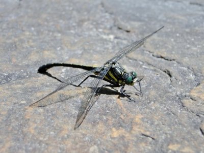 Dragonhunter (Hagenius brevistylus)