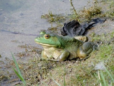 Bullfrog (Lithobates catesbeiana)