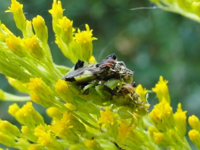 Mating Ambush Bugs