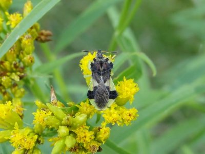 Ambush Bug on Goldenrod