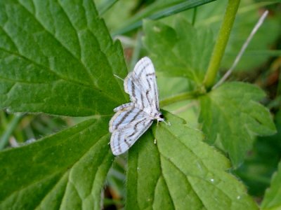 Chestnut-marked Pondweed Moth (Parapoynx badiusalis) Hodges #4761
