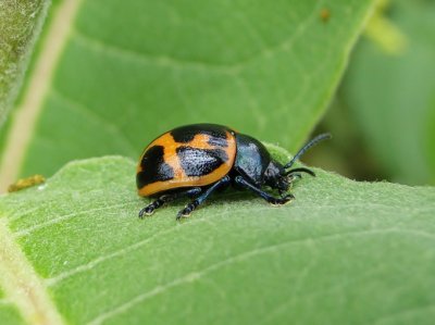 Milkweed leaf beetle (Labidomera clivicollis)