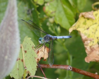 Blue Dasher (Pachydiplax longipennis)