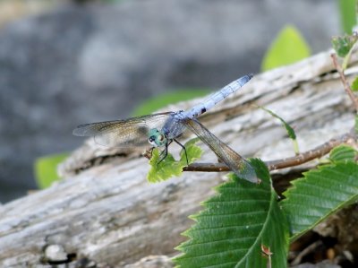 Blue Dasher (Pachydiplax longipennis)