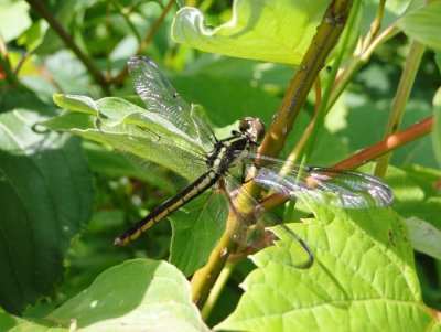 Slaty Skimmer (Libellula incesta) - teneral