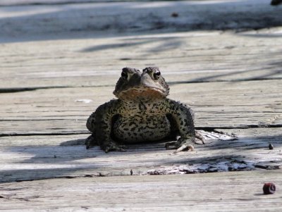 American Toad (Bufo americanus)