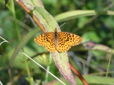 Meadow Fritillary (Boloria bellona)