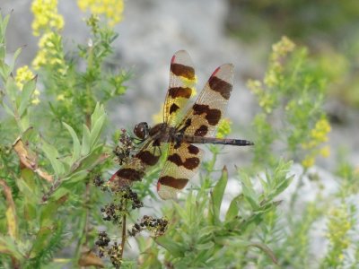 Halloween Pennant (<i>Celithemis eponina</i>)