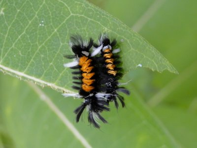 Milkweed Tussock Moth caterpillars (Euchaetes egle)