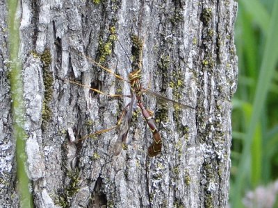 Giant Ichneumon Wasp (Megarhyssa macrurus)