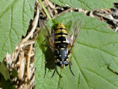 Hover fly (Temnostoma vespiforme)