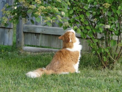 Jango eating my viburnum