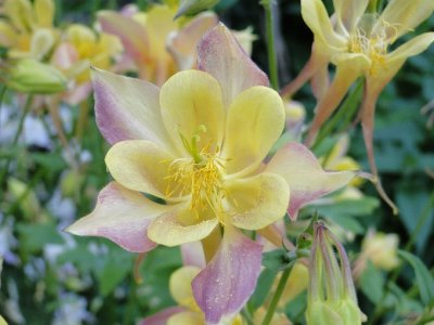 Columbine