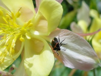 Two-spotted stinkbug (Cosmopepla sp.) on Columbine