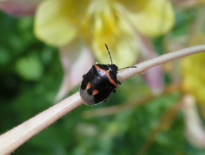 Two-spotted stinkbug (Cosmopepla sp.)