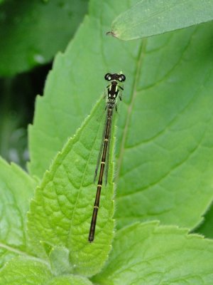 Fragile Forktail (Ischnura posita)