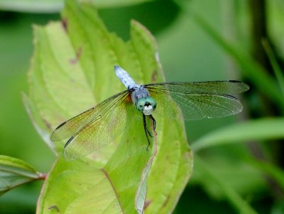 Blue Dasher (Pachydiplax longipennis)