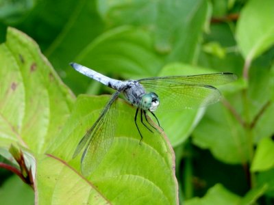 Blue Dasher (Pachydiplax longipennis)