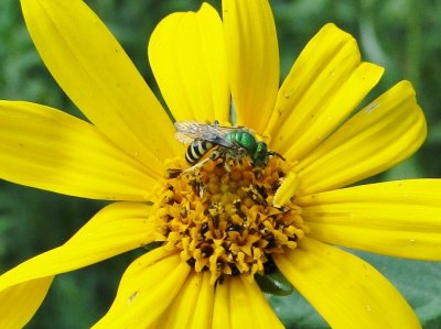 Sweat Bee