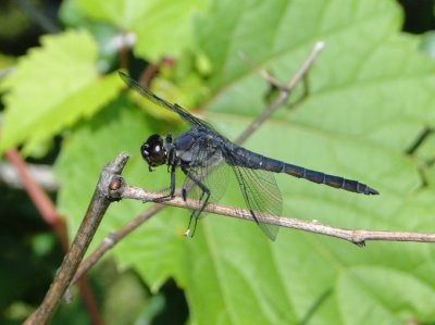 Slaty Skimmer (Libellula incesta)