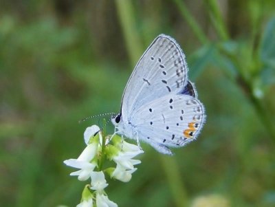 Eastern Tailed Blue (Everes comyntas)