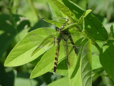 Eastern Pondhawk (Erythemis simplicicollis)