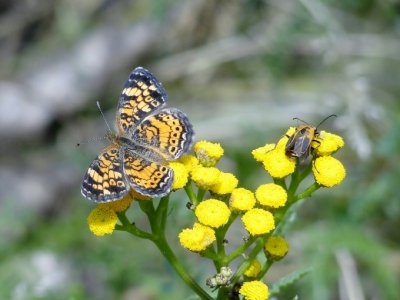 Northern Crescent (Phyciodes cocyta) with Pennsylvania Leatherwing