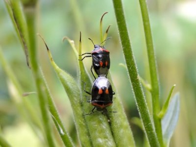 Two-spotted stinkbugs (Cosmopepla sp.)