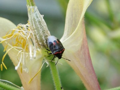 Two-spotted stinkbug (Cosmopepla sp.)