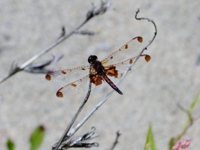 Calico Pennant (Celithemis elisa)