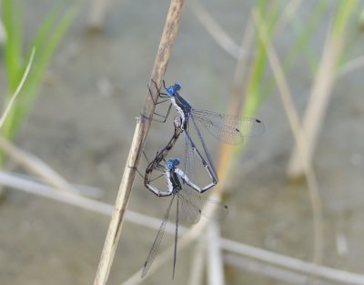 Spotted Spreadwings (Lestes congener)
