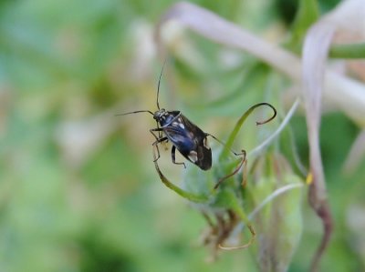 Tarnished Plant Bug (Lygus lineolaris)