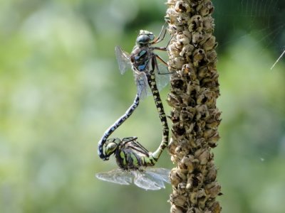 Mating Canada Darners (<i>Aeshna canadensis</i>)