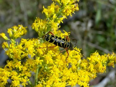 Locust Borer Beetle (Megacyllene robiniae)