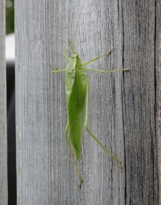 Katydid