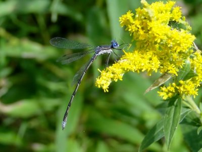 Spotted Spreadwing (Lestes congener) on Goldenrod